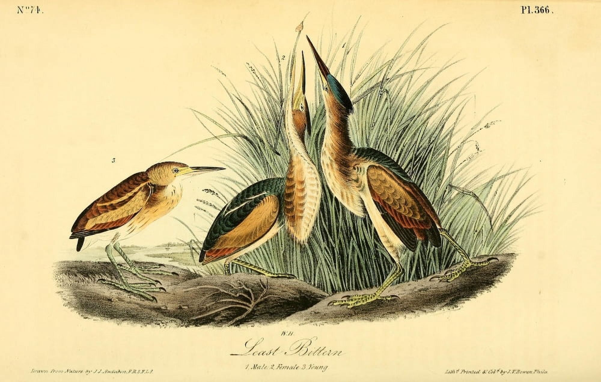 Birds of America 1844 Least Bittern Canvas Art - JJ Audubon (24 x 36)