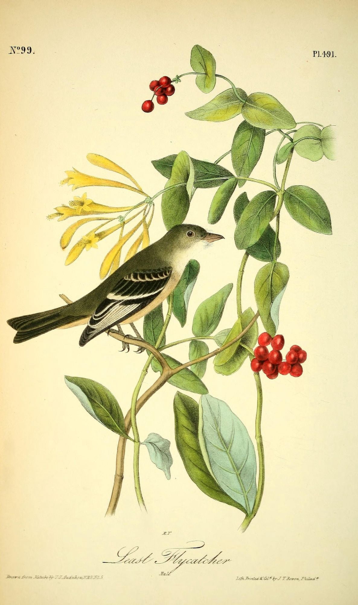 Birds of America 1844 Least Flycatcher Canvas Art - JJ Audubon (18 x 24)