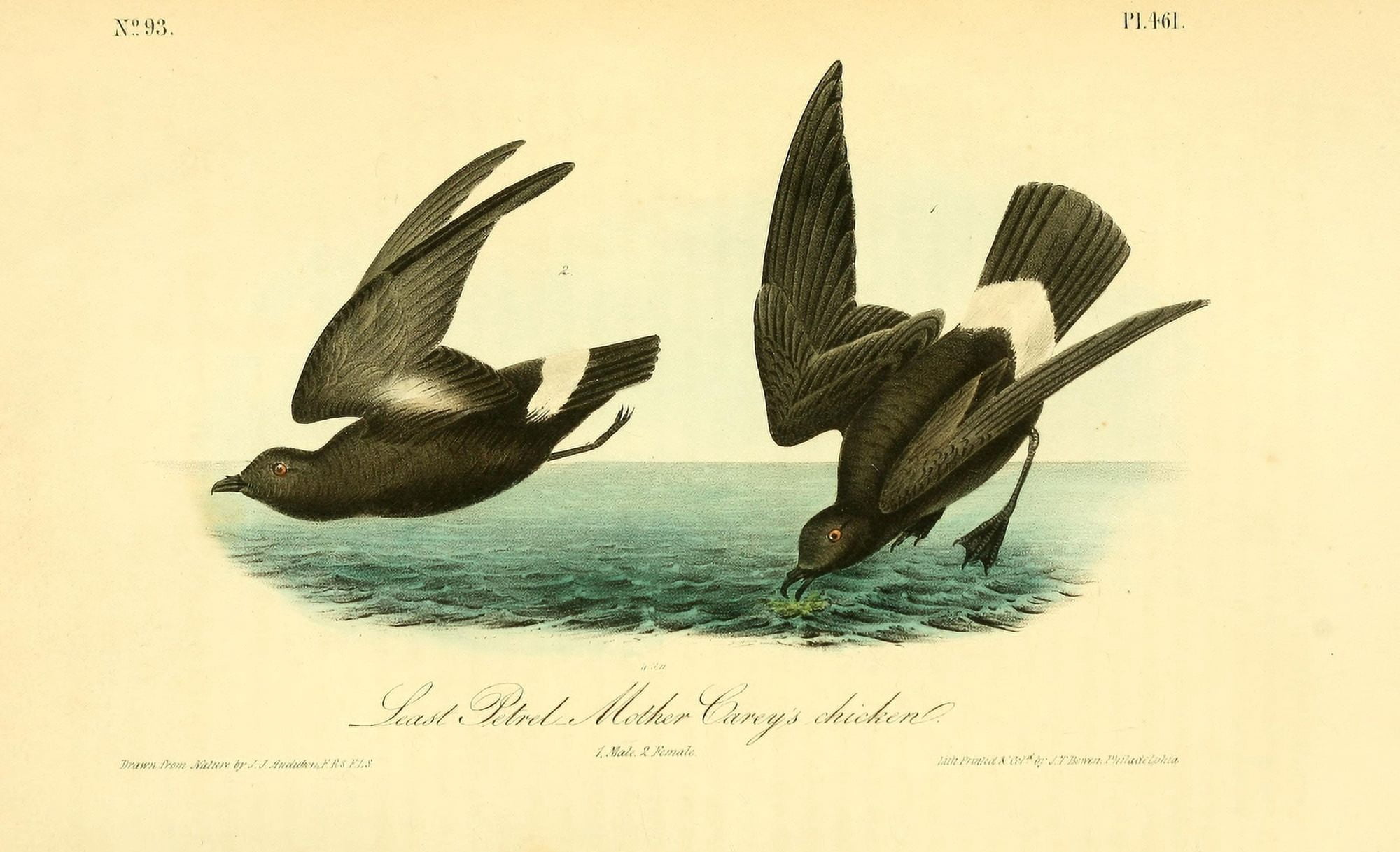 Birds of America 1844 Least Petrel Canvas Art - JJ Audubon (18 x 24)