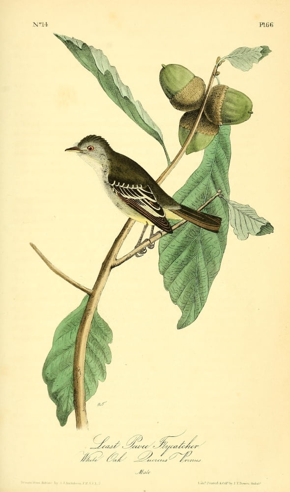 Birds of America 1844 Least Pewee Flycatcher Canvas Art - JJ Audubon (18 x 24)