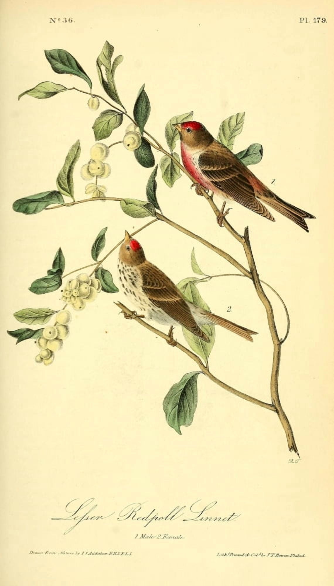 Birds of America 1844 Lesser Redpoll Linnet Canvas Art - JJ Audubon (18 x 24)