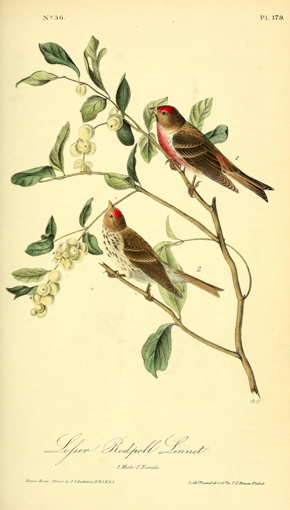 Birds of America 1844 Lesser Redpoll Linnet Canvas Art - JJ Audubon (24 x 36)