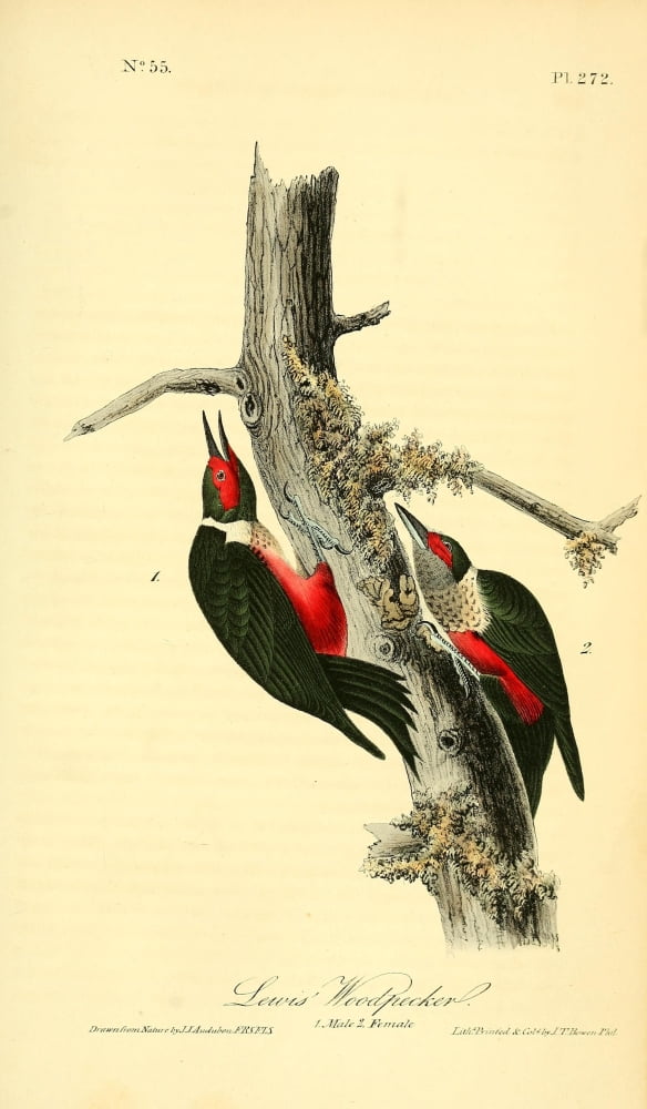 Birds of America 1844 Lewis Woodpecker Canvas Art - JJ Audubon (24 x 36)