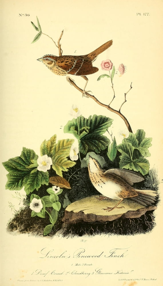 Birds of America 1844 Lincolns Pinewood Finch Canvas Art - JJ Audubon (24 x 36)