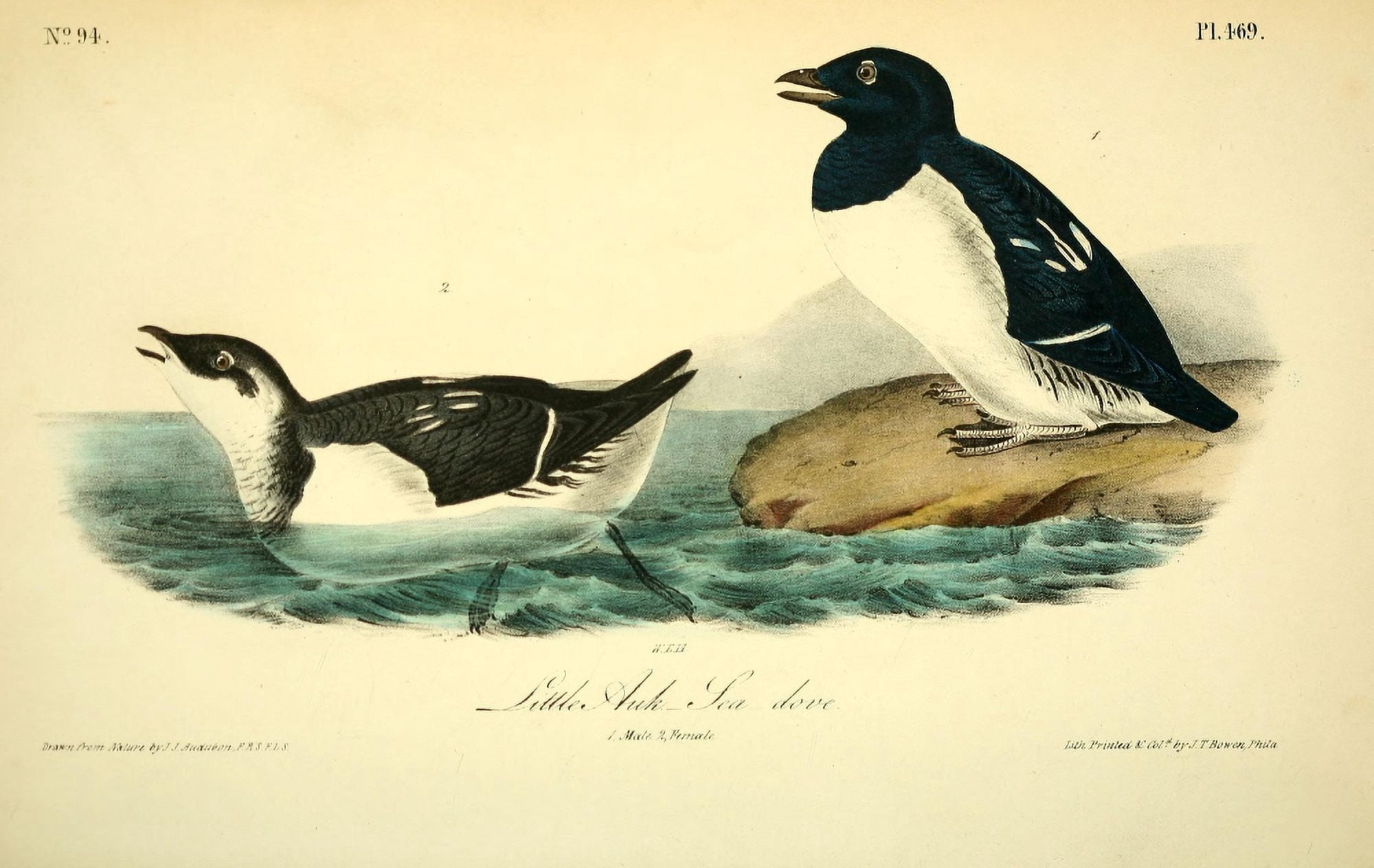 Birds of America 1844 Little Auk Canvas Art - JJ Audubon (18 x 24)