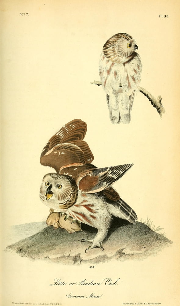 Birds of America 1844 Little Owl Canvas Art - JJ Audubon (18 x 24)