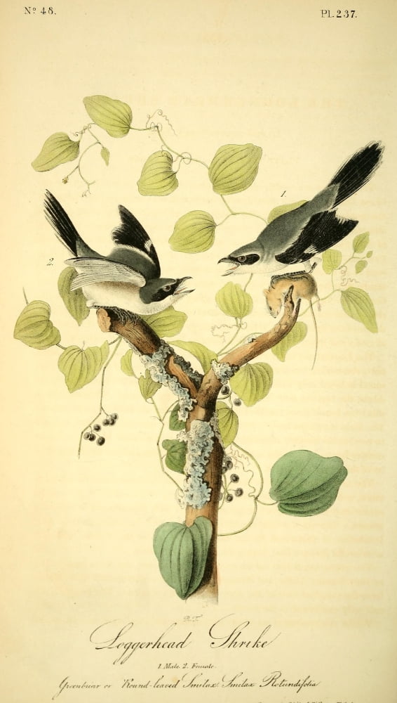 Birds of America 1844 Loggerhead Shrike Canvas Art - JJ Audubon (24 x 36)
