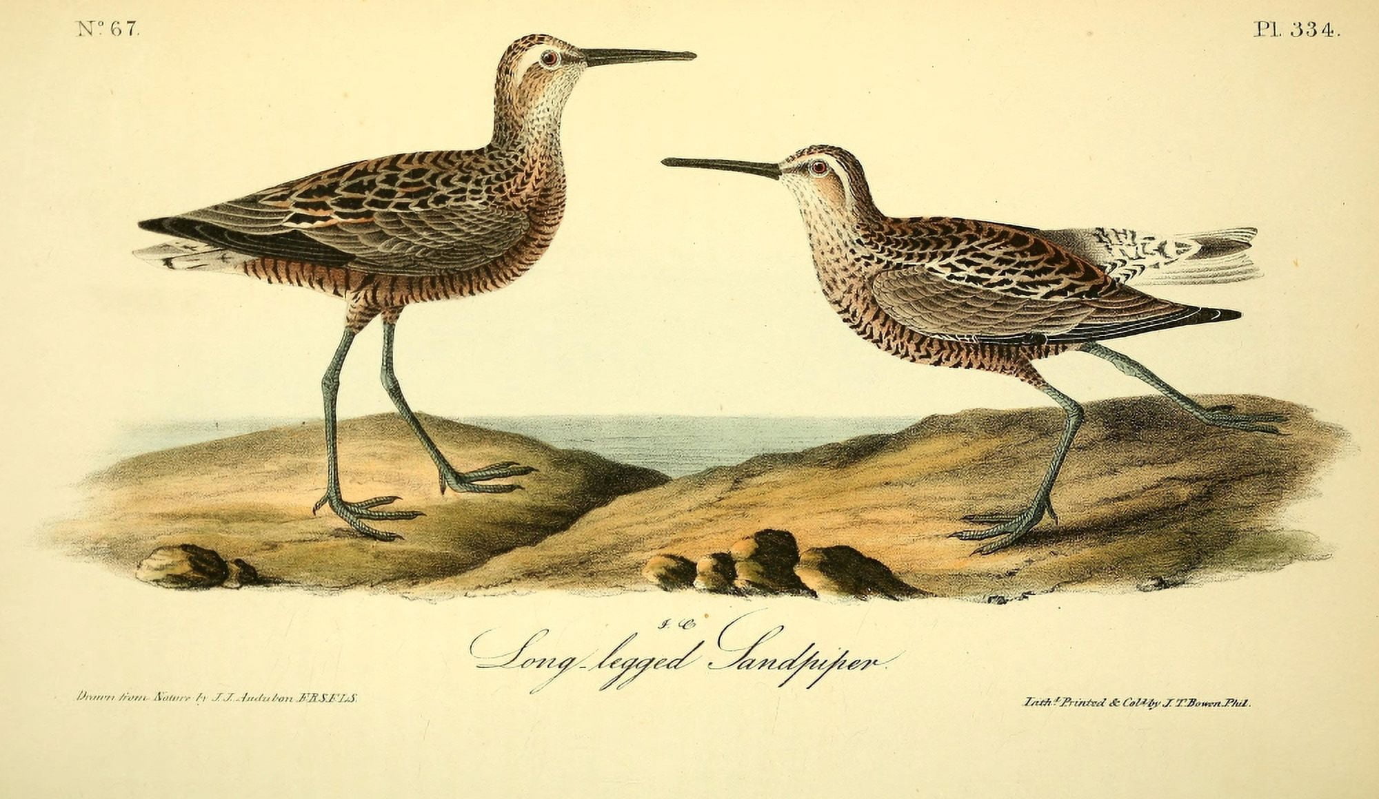 Birds of America 1844 Long-legged Sandpiper Canvas Art - JJ Audubon (18 x 24)