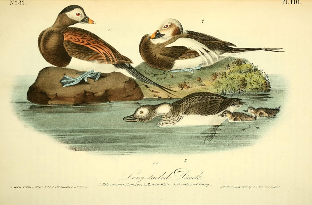 Birds of America 1844 Long-tailed Duck Canvas Art - JJ Audubon (24 x 36)