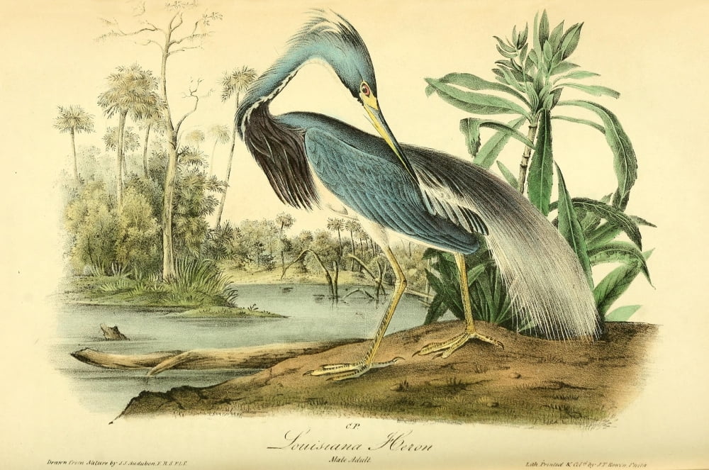 Birds of America 1844 Louisiana Heron Canvas Art - JJ Audubon (24 x 36)