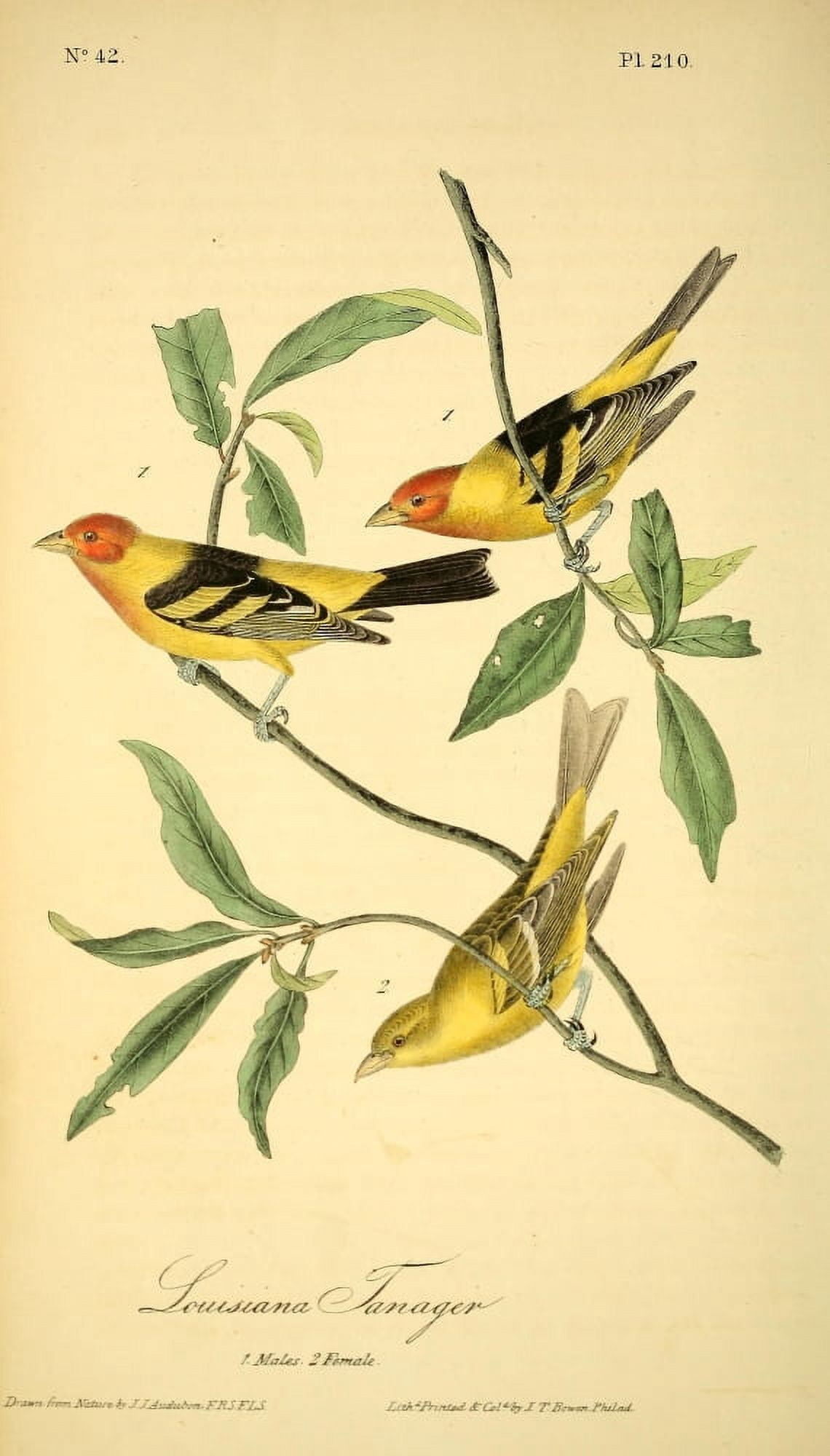 Birds of America 1844 Louisiana Tanager Canvas Art - JJ Audubon (18 x 24)