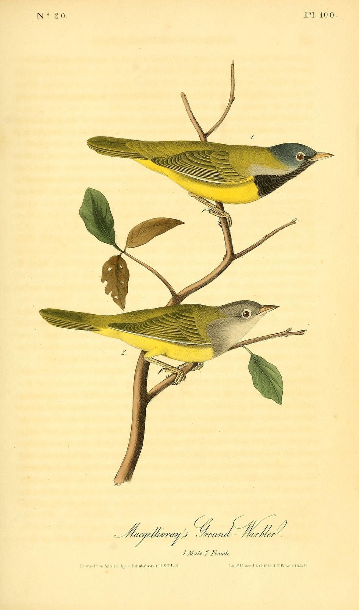 Birds of America 1844 MacGillivrays Ground Warbler Canvas Art - JJ Audubon (18 x 24)