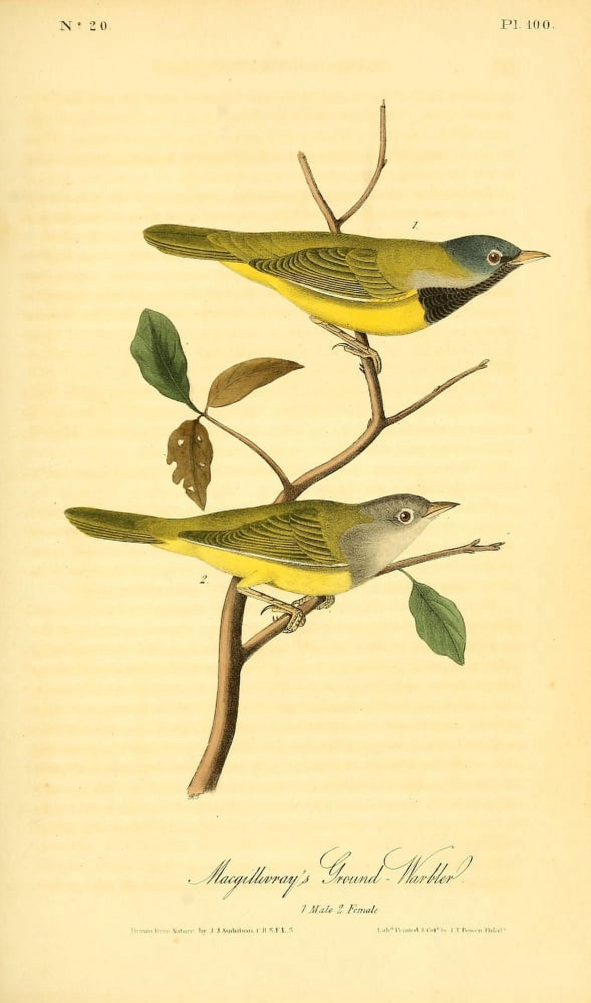 Birds of America 1844 MacGillivrays Ground Warbler Canvas Art - JJ Audubon (24 x 36)