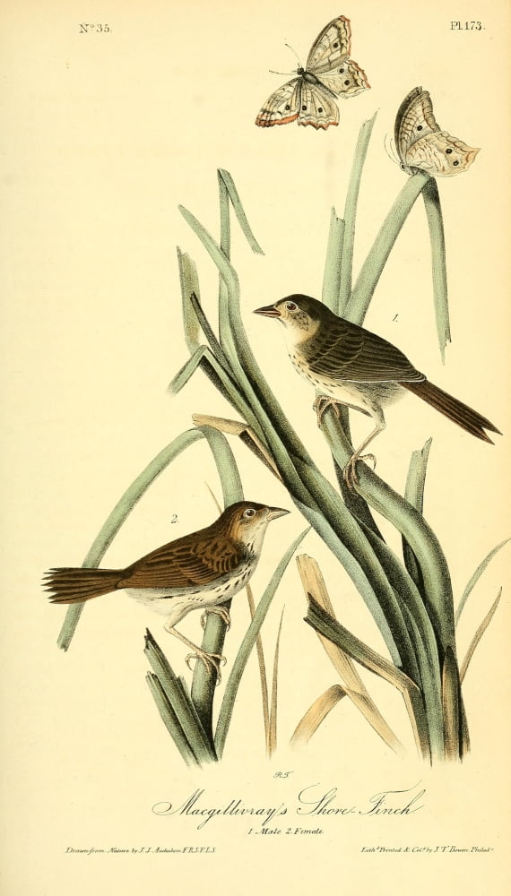 Birds of America 1844 MacGillivrays Shore Finch Canvas Art - JJ Audubon (18 x 24)