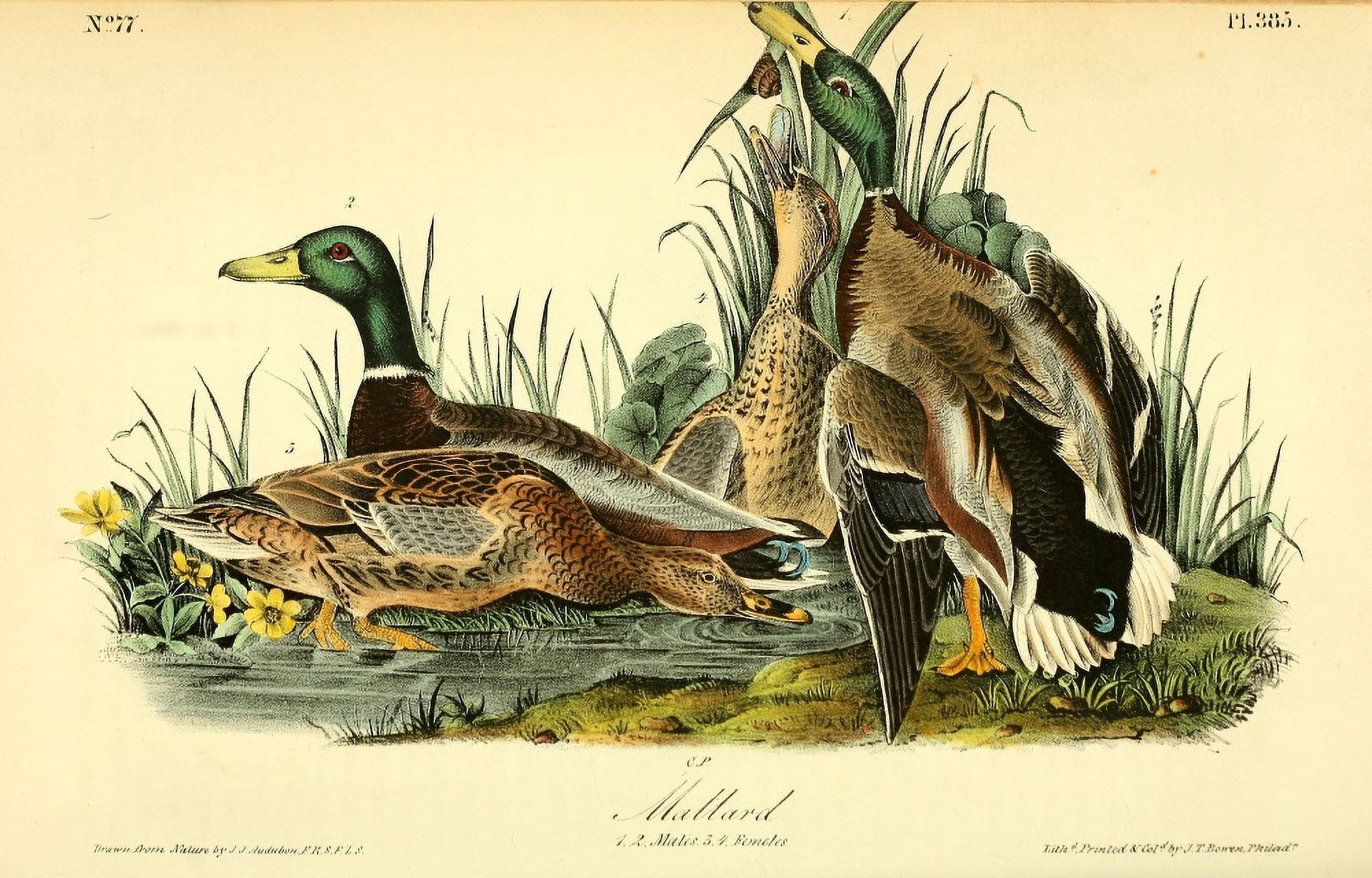 Birds of America 1844 Mallard Canvas Art - JJ Audubon (18 x 24)
