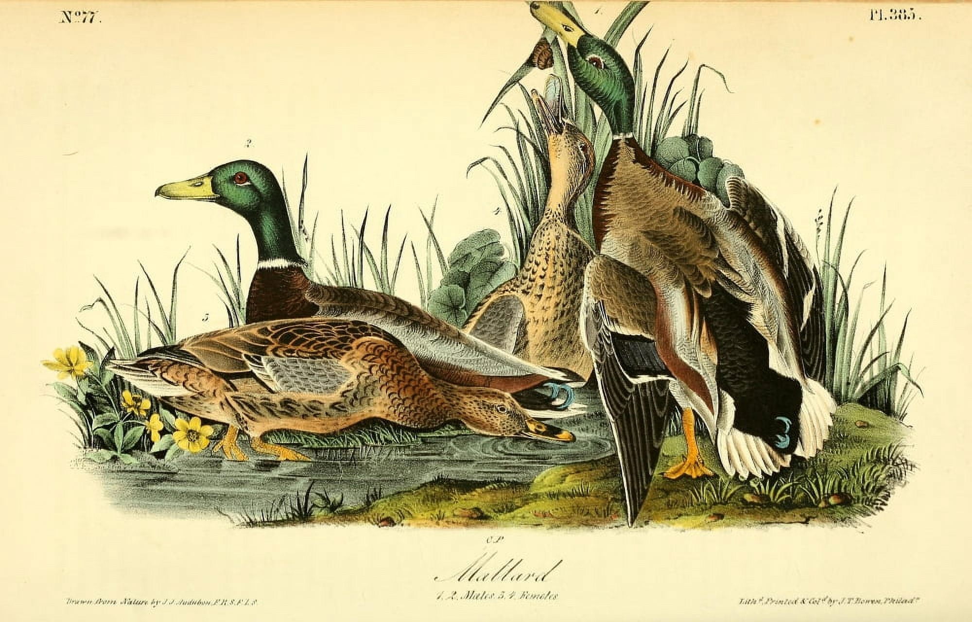 Birds of America 1844 Mallard Canvas Art - JJ Audubon (24 x 36)