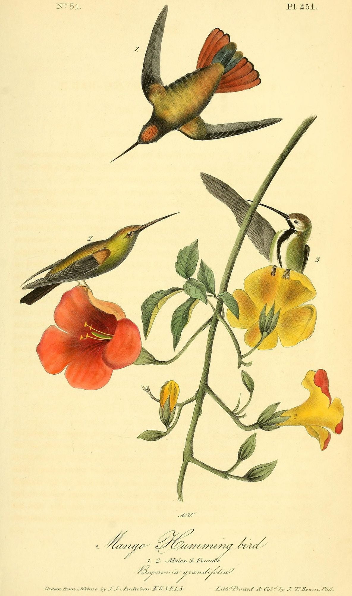 Birds of America 1844 Mango Humming Bird Canvas Art - JJ Audubon (18 x 24)