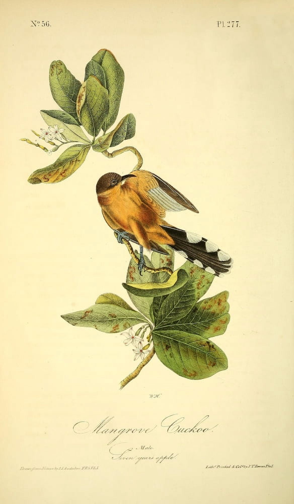 Birds of America 1844 Mangrove Cuckoo Canvas Art - JJ Audubon (18 x 24)