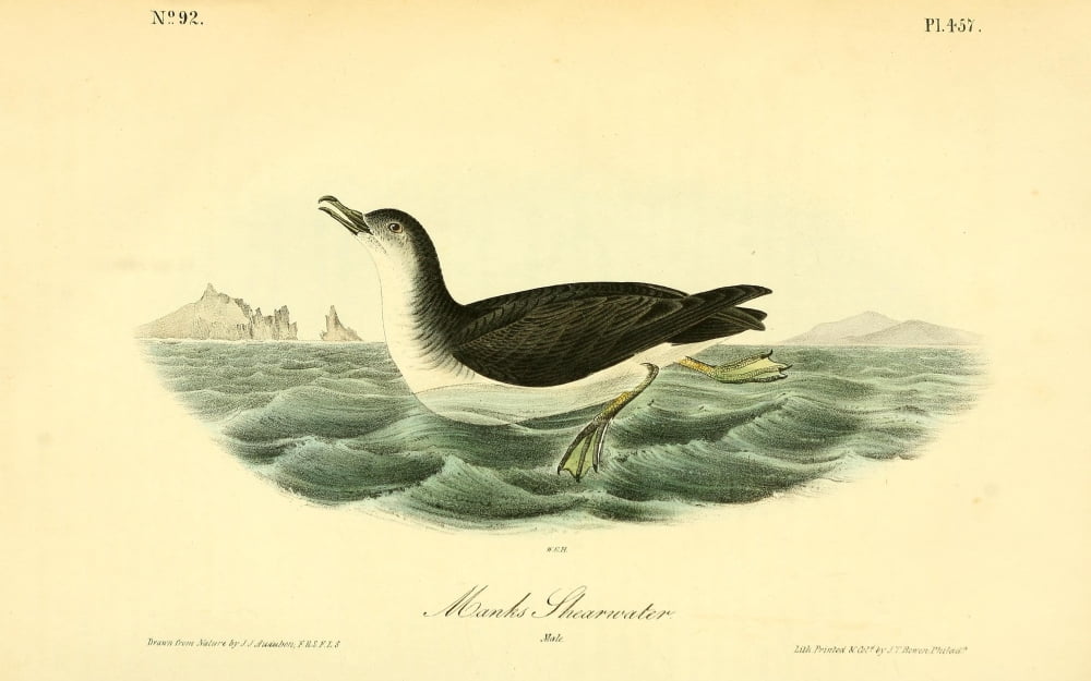Birds of America 1844 Manks Shearwater Canvas Art - JJ Audubon (24 x 36)