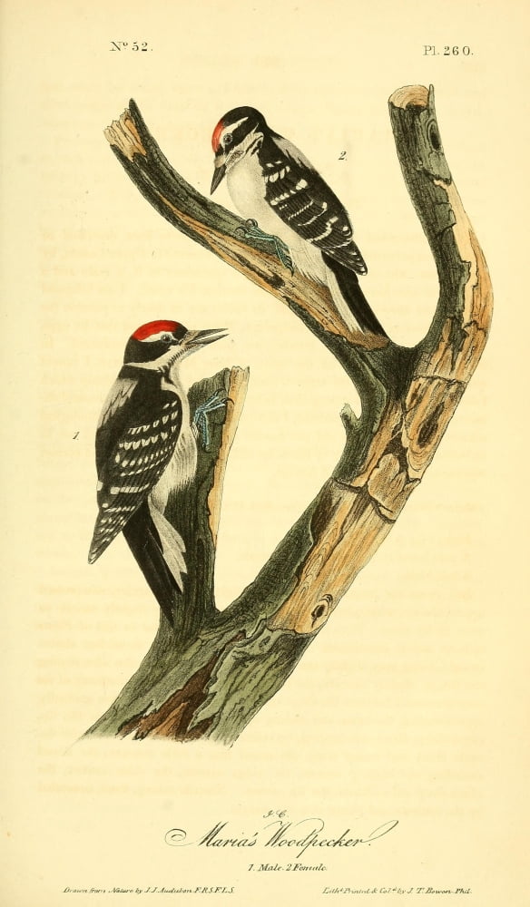 Birds of America 1844 Marias Woodpecker Canvas Art - JJ Audubon (18 x 24)