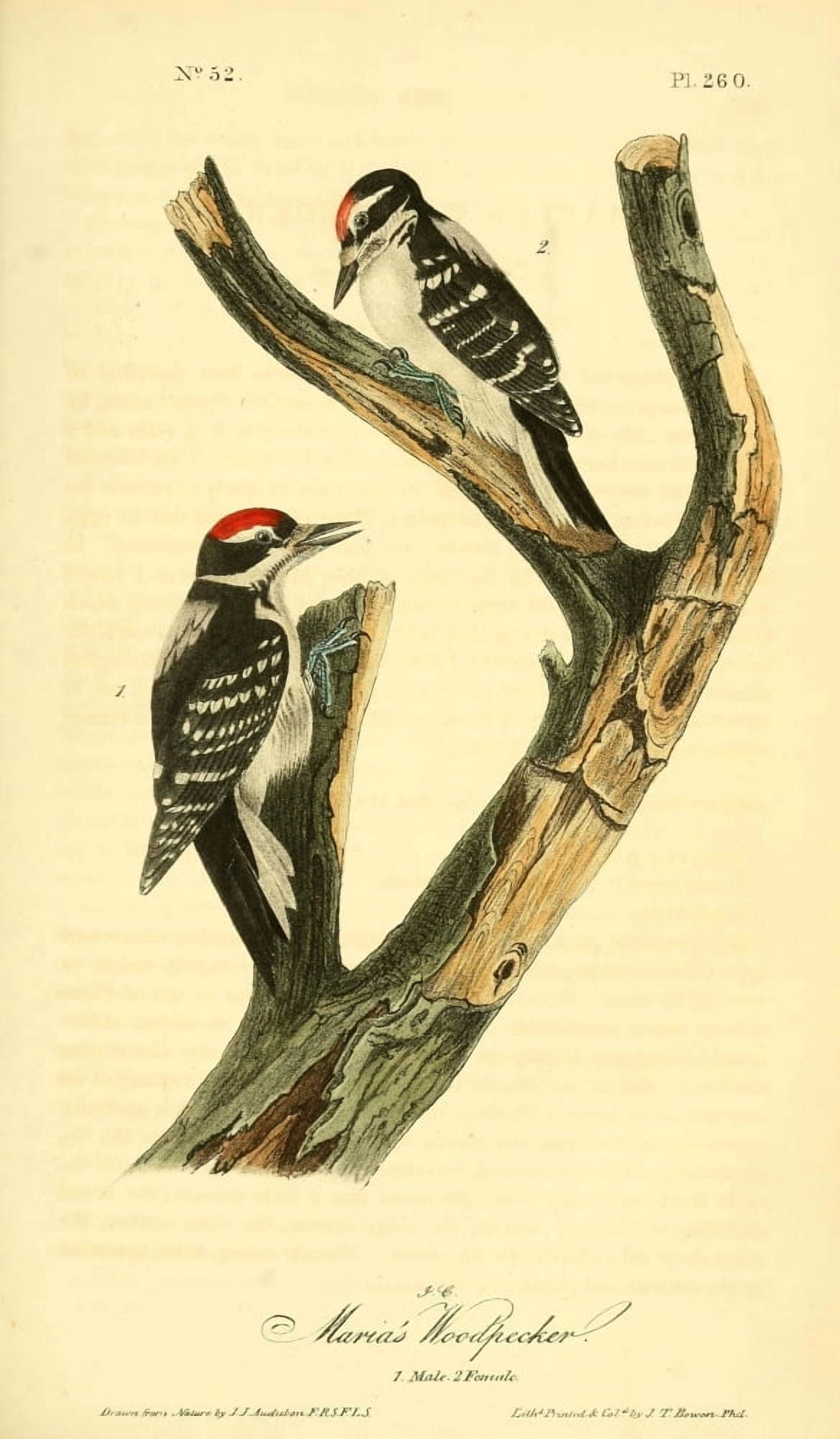 Birds of America 1844 Marias Woodpecker Canvas Art - JJ Audubon (24 x 36)