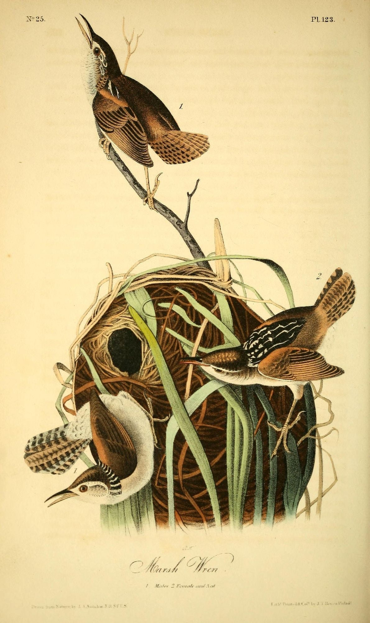 Birds of America 1844 Marsh Wren Canvas Art - JJ Audubon (24 x 36)