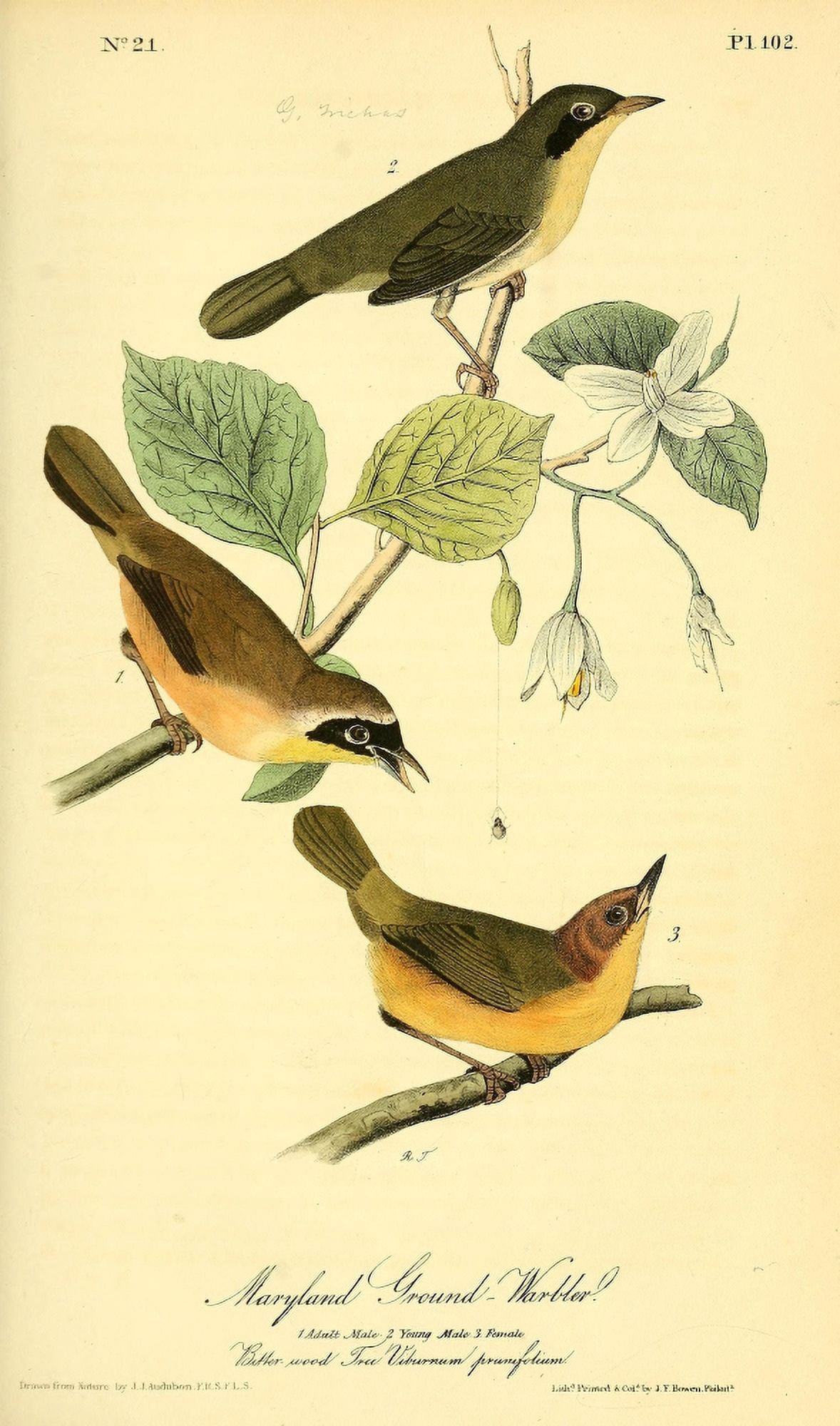 Birds of America 1844 Maryland Ground Warbler Canvas Art - JJ Audubon (18 x 24)