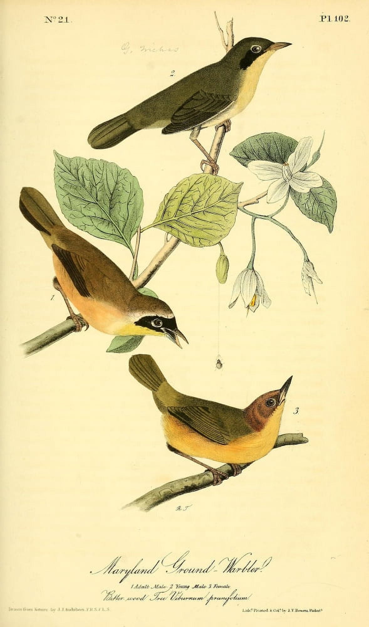 Birds of America 1844 Maryland Ground Warbler Canvas Art - JJ Audubon (24 x 36)
