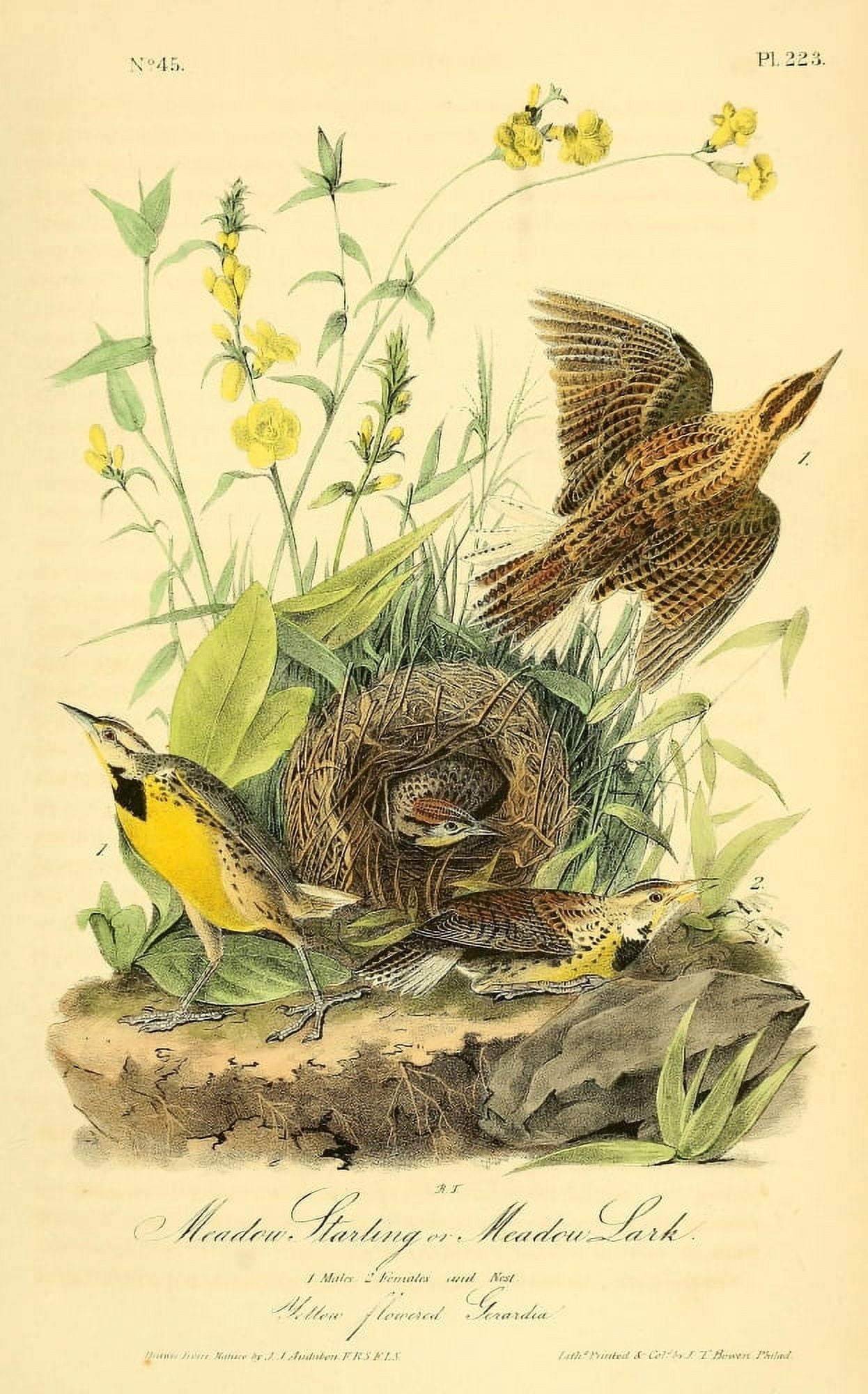 Birds of America 1844 Meadow Starling Canvas Art - JJ Audubon (18 x 24)