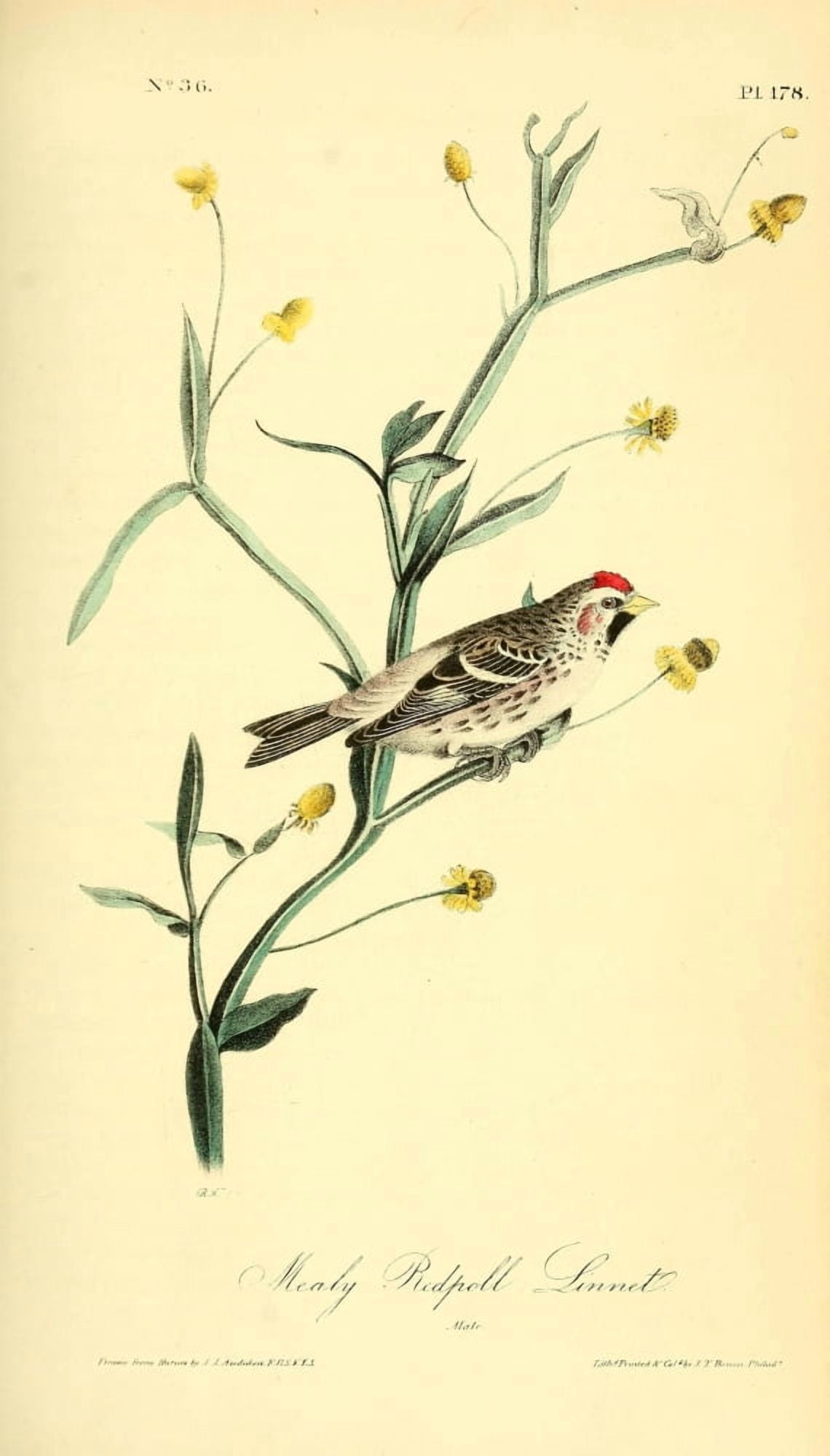 Birds of America 1844 Mealy Redpoll Linnet Canvas Art - JJ Audubon (18 x 24)