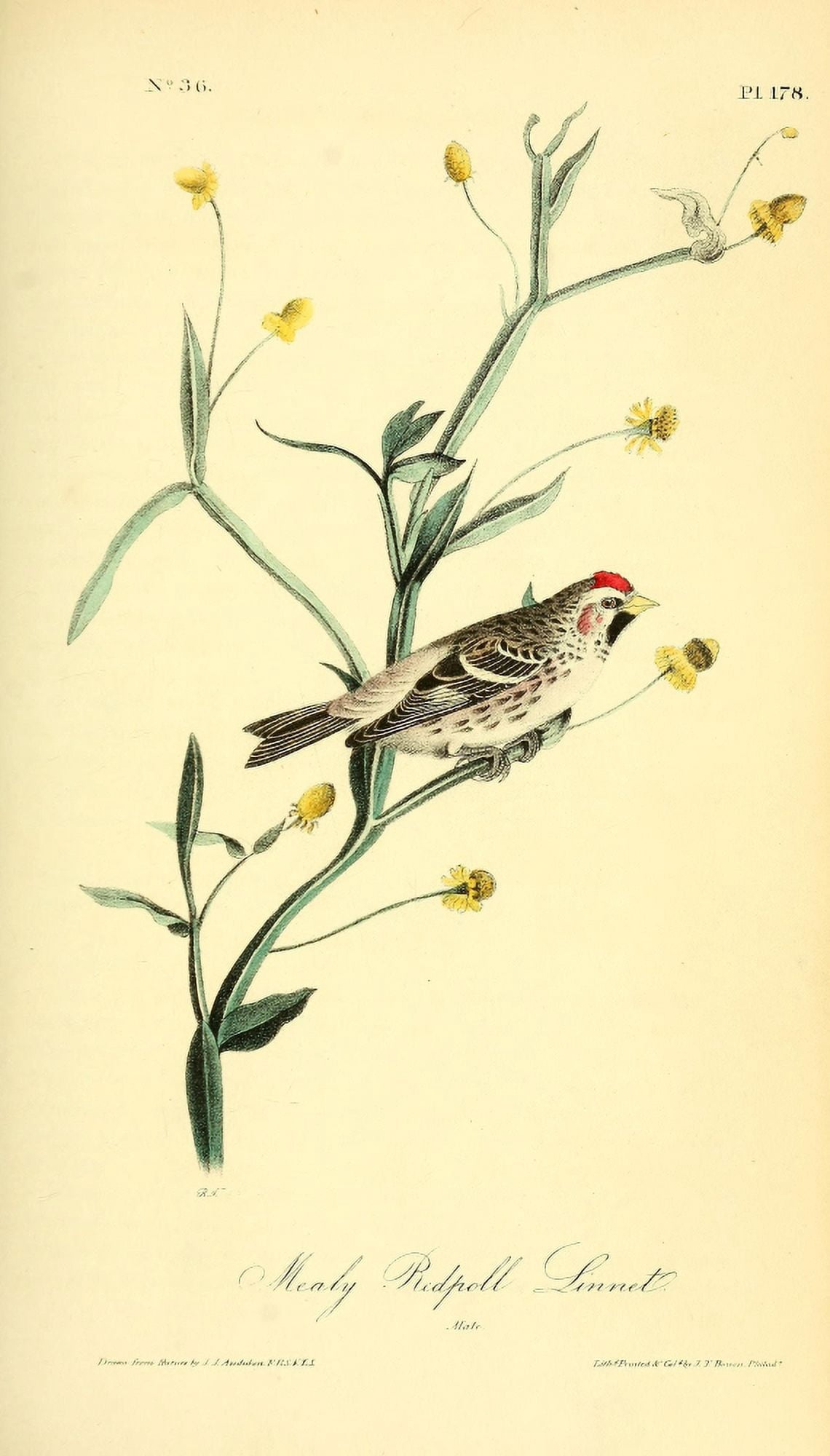 Birds of America 1844 Mealy Redpoll Linnet Canvas Art - JJ Audubon (24 x 36)