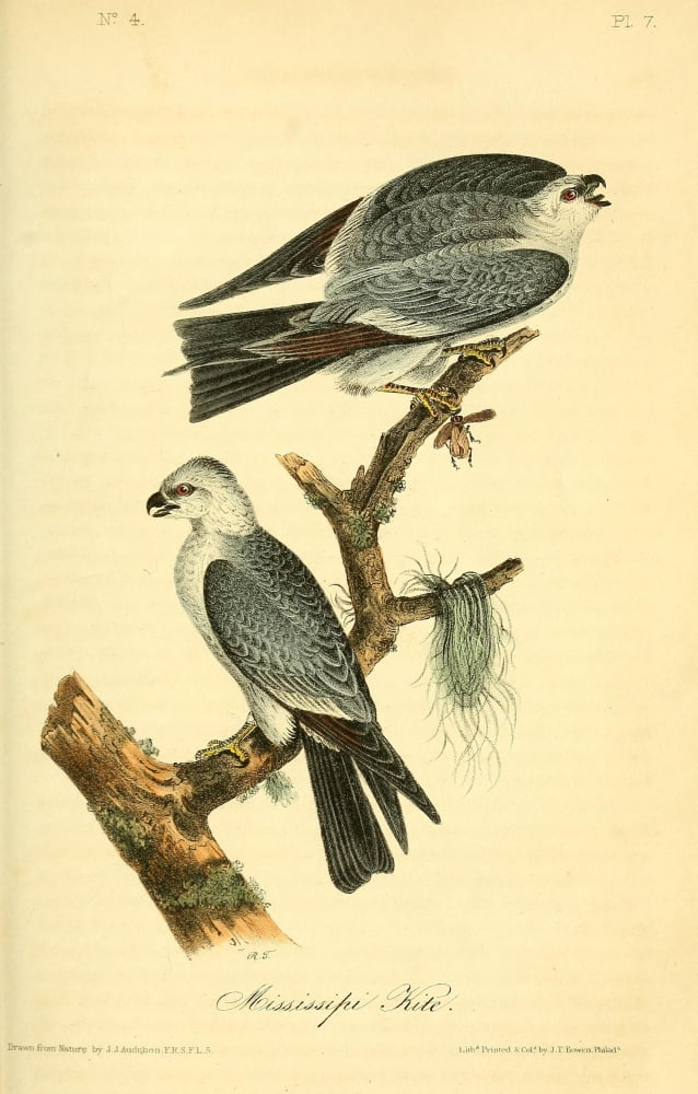 Birds of America 1844 Mississippi Kite Canvas Art - JJ Audubon (18 x 24)