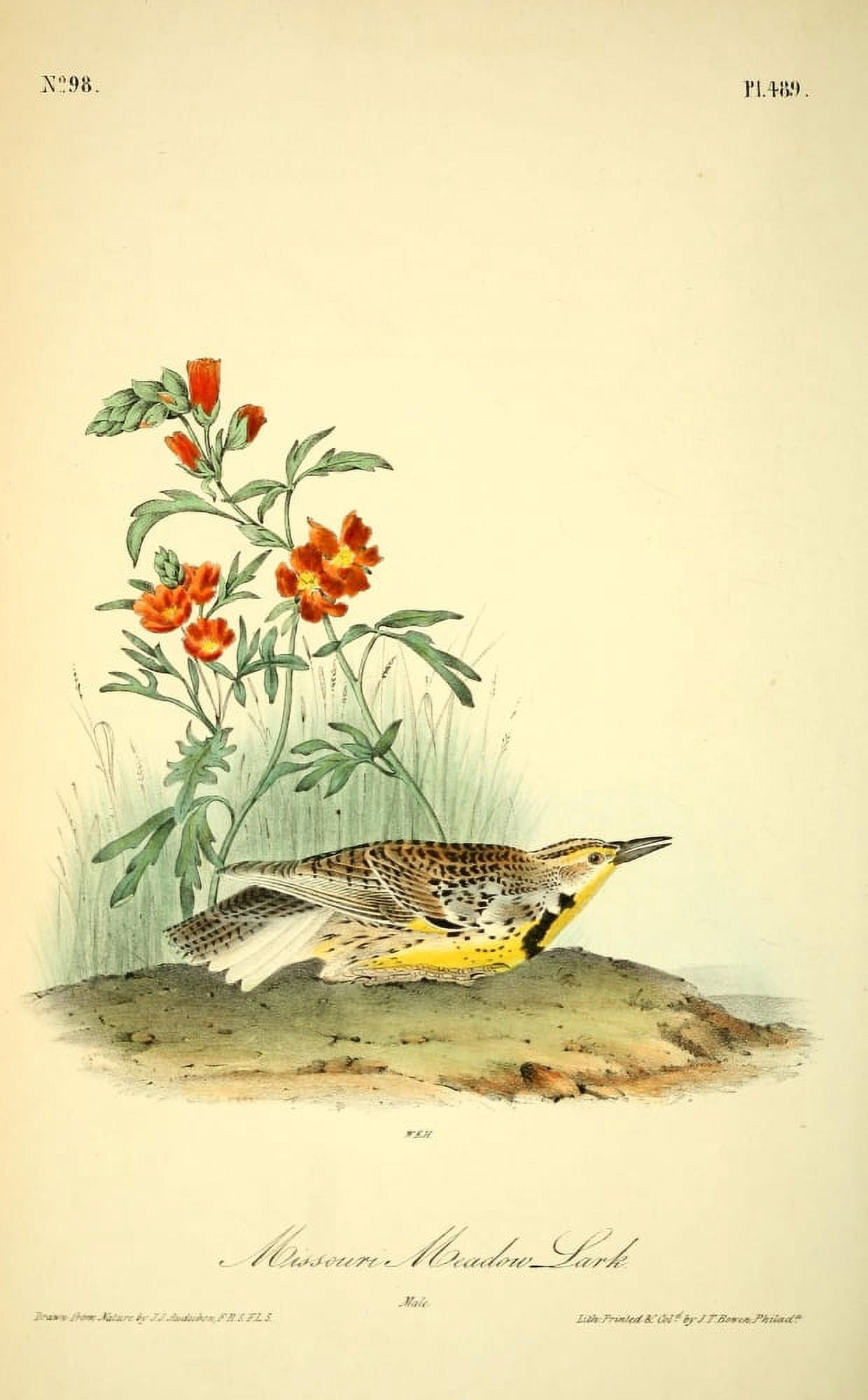 Birds of America 1844 Missouri Meadow-lark Canvas Art - JJ Audubon (24 x 36)