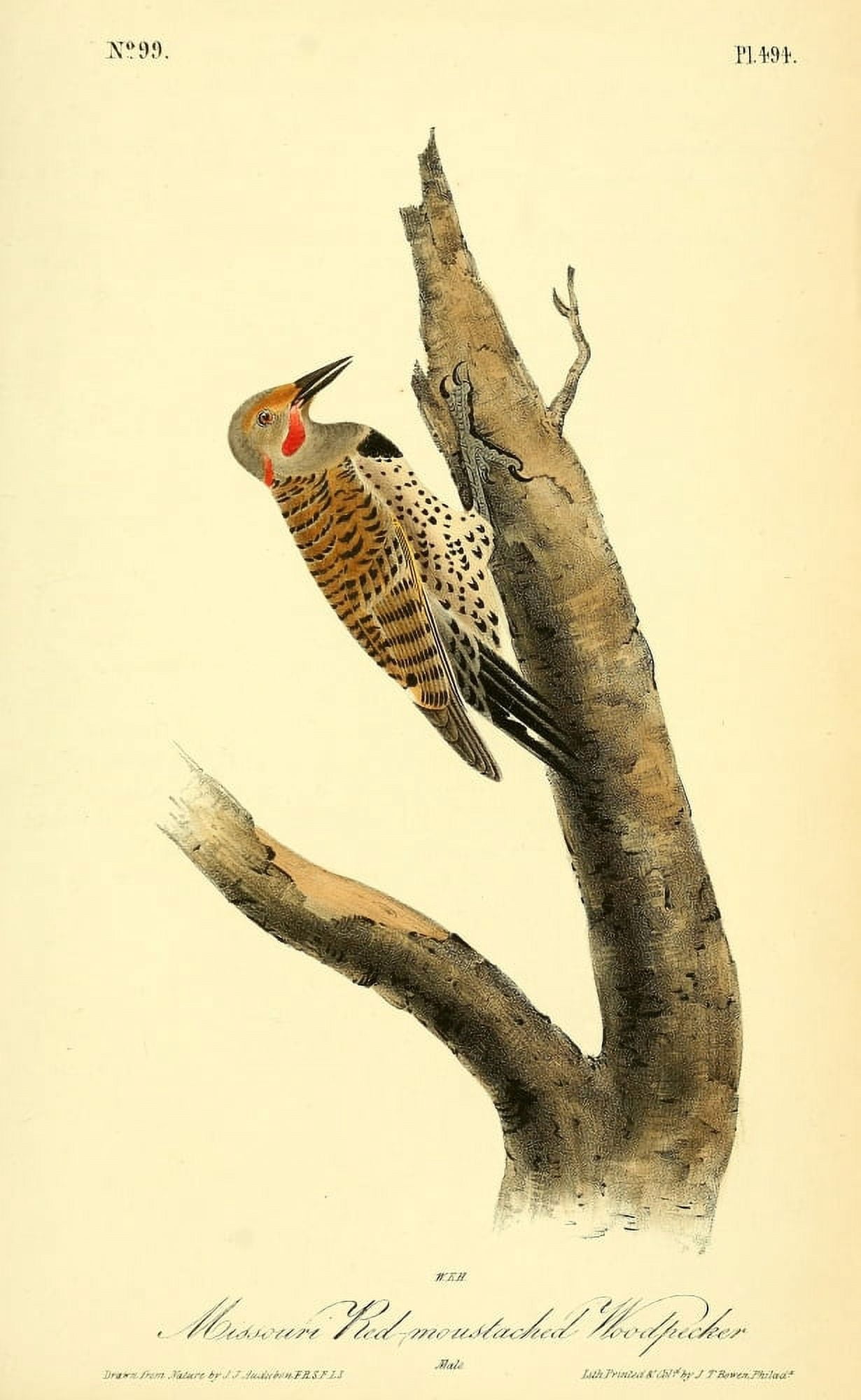 Birds of America 1844 Missouri Red-moustached Woodpecker Canvas Art - JJ Audubon (24 x 36)