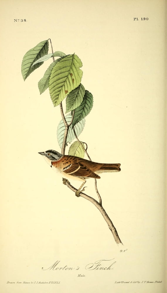 Birds of America 1844 Mortons Finch Canvas Art - JJ Audubon (18 x 24)
