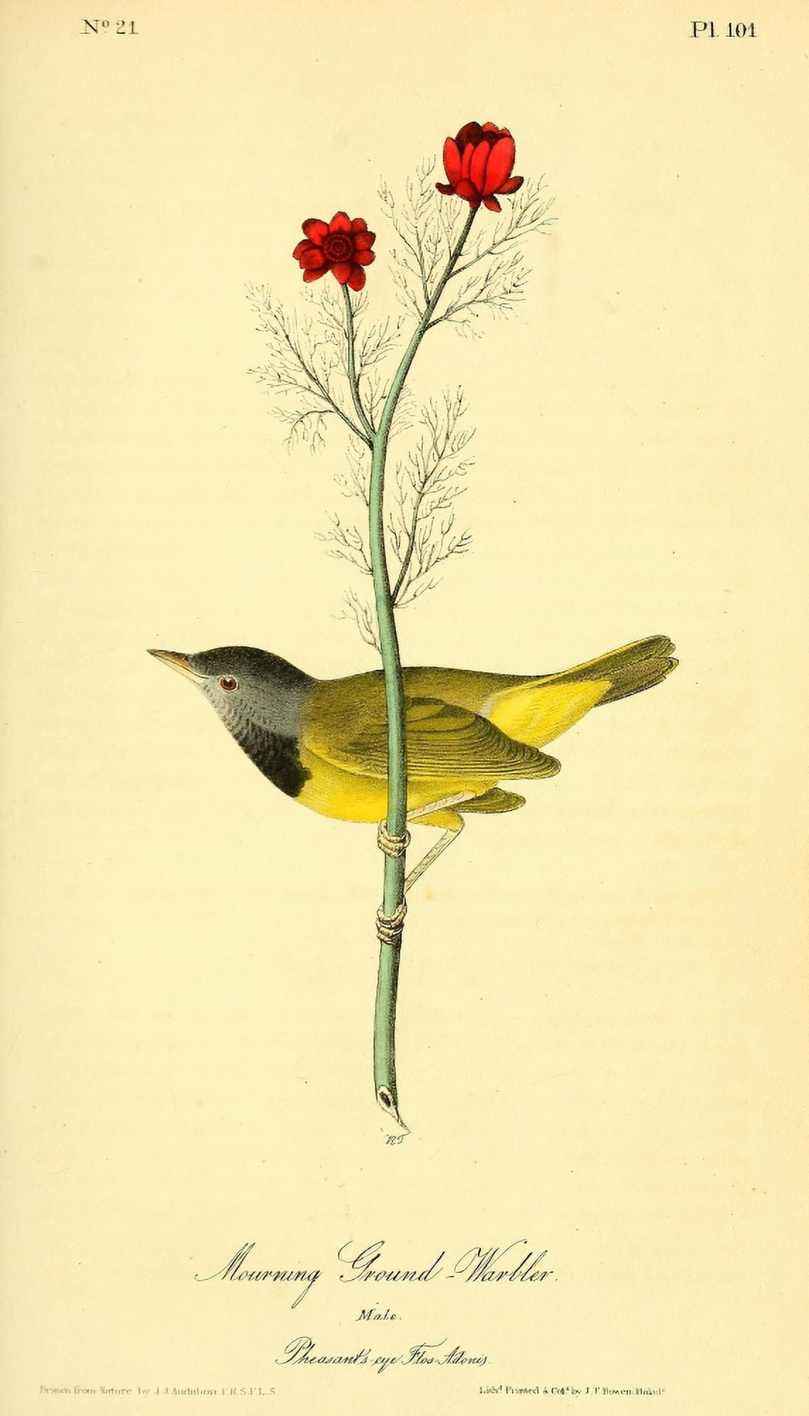 Birds of America 1844 Mourning Ground Warbler Canvas Art - JJ Audubon (18 x 24)