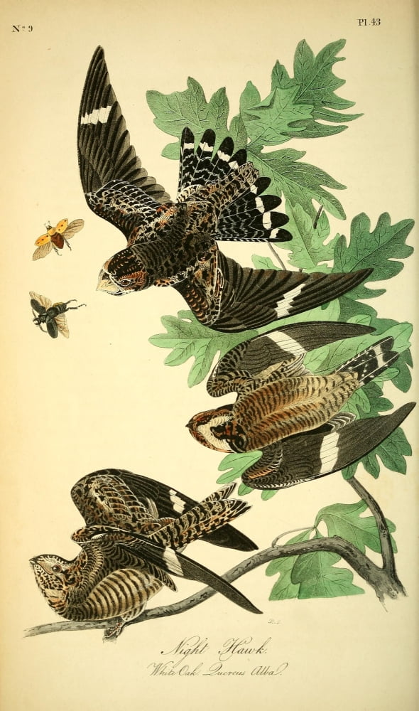 Birds of America 1844 Night Hawk Canvas Art - JJ Audubon (18 x 24)