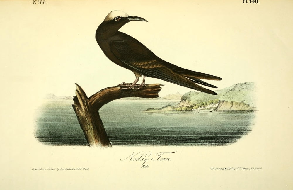 Birds of America 1844 Noddy Tern Canvas Art - JJ Audubon (18 x 24)