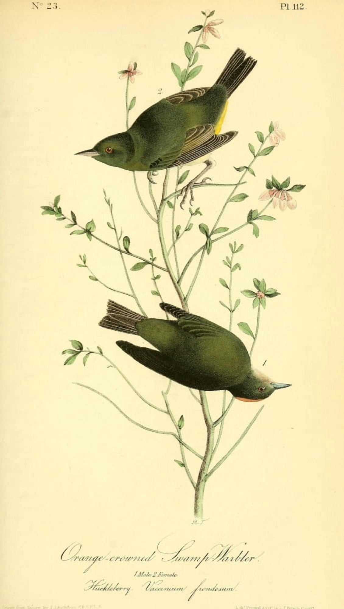 Birds of America 1844 Orange-crowned Swamp Warbler Canvas Art - JJ Audubon (18 x 24)