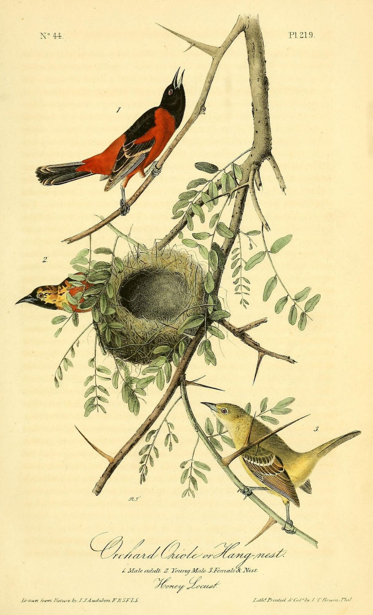 Birds of America 1844 Orchard Oriole Canvas Art - JJ Audubon (18 x 24)