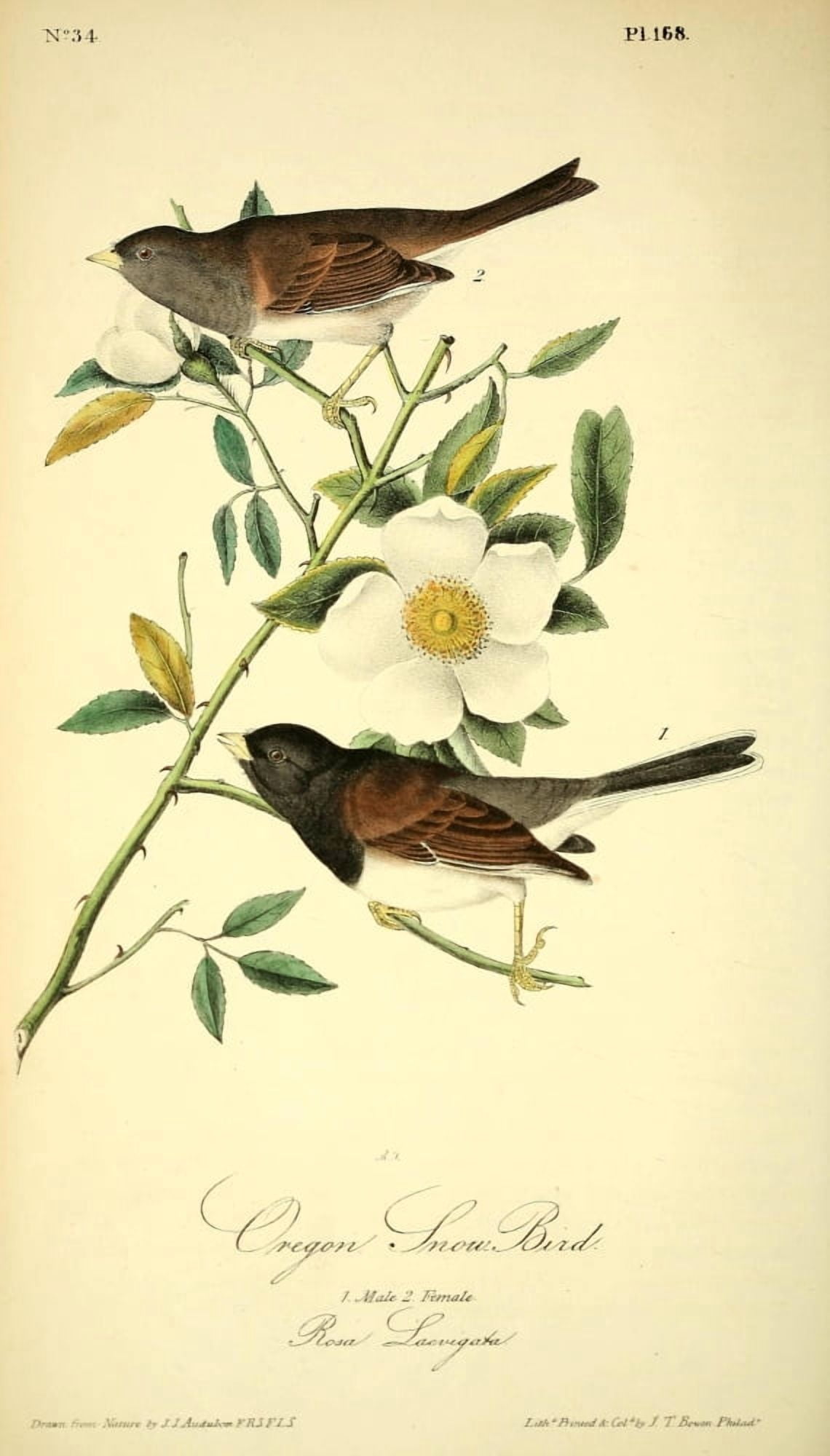 Birds of America 1844 Oregon Snow Bird Canvas Art - JJ Audubon (24 x 36)
