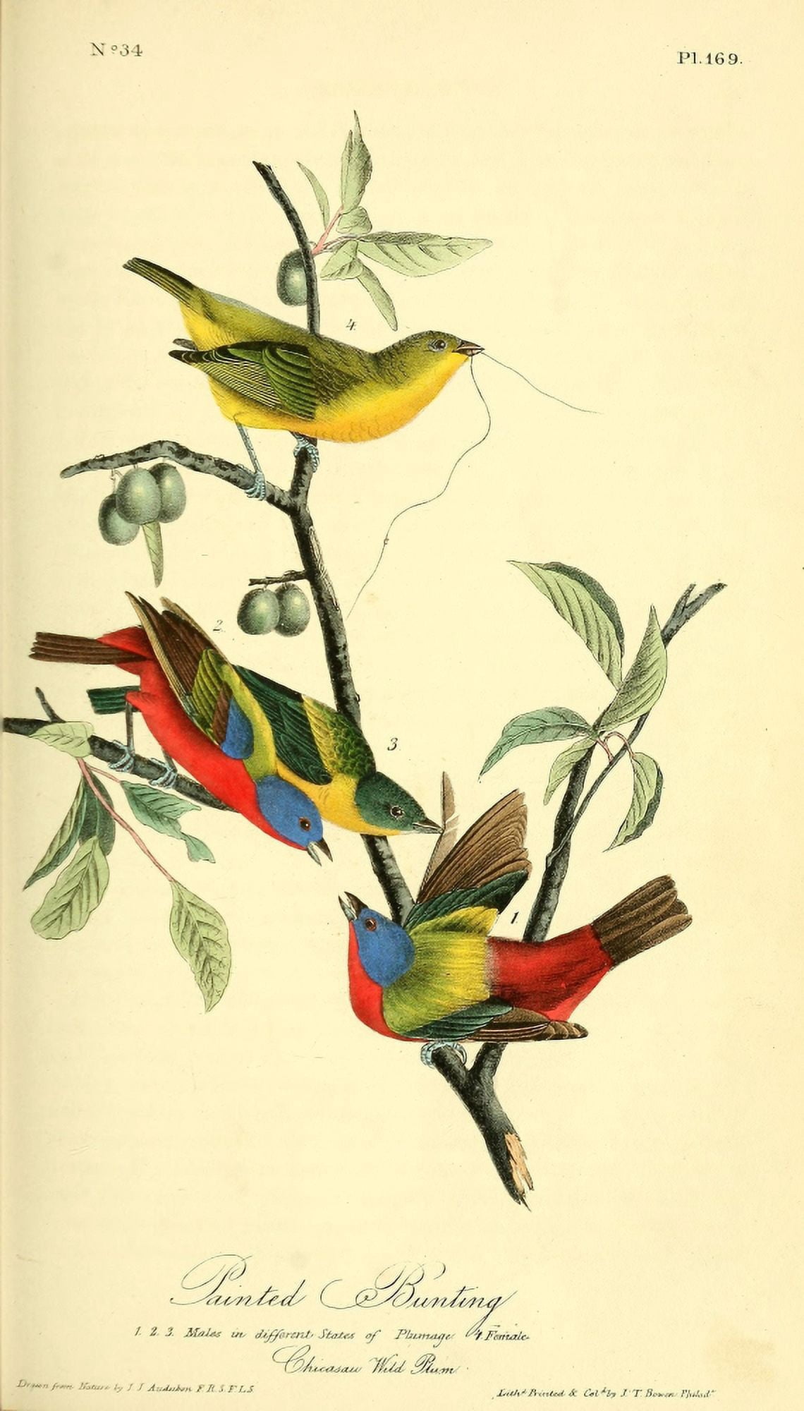 Birds of America 1844 Painted Bunting Canvas Art - JJ Audubon (18 x 24)