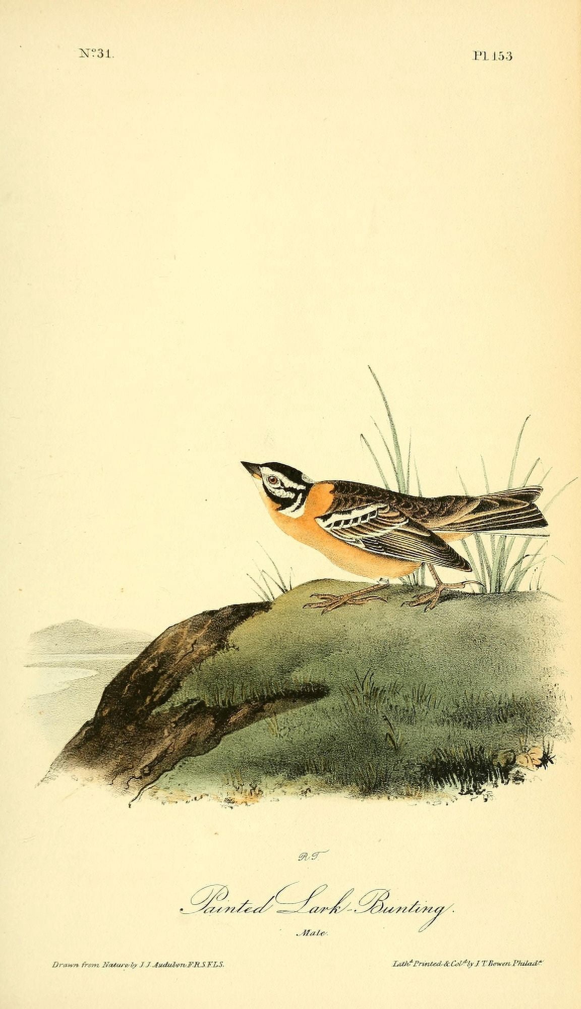 Birds of America 1844 Painted Lark Bunting Canvas Art - JJ Audubon (18 x 24)