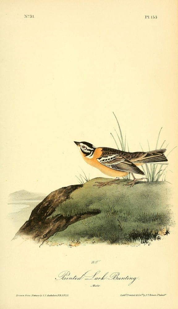 Birds of America 1844 Painted Lark Bunting Canvas Art - JJ Audubon (24 x 36)