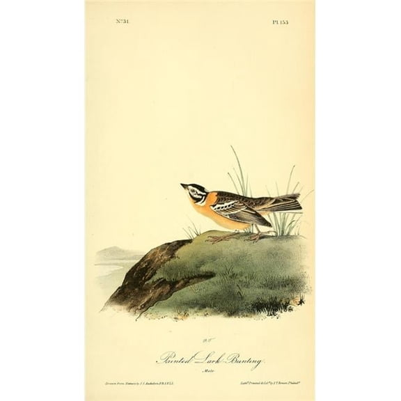 Birds of America 1844 Painted Lark Bunting Poster Print by J.J. Audubon - 24 x 36 - Large