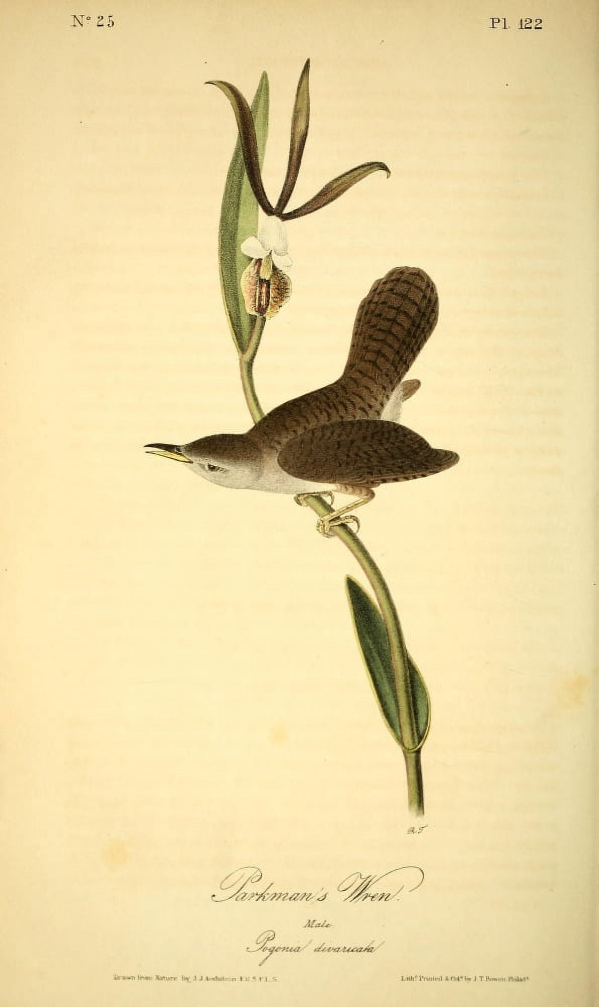 Birds of America 1844 Parkmans Wren Canvas Art - JJ Audubon (24 x 36)