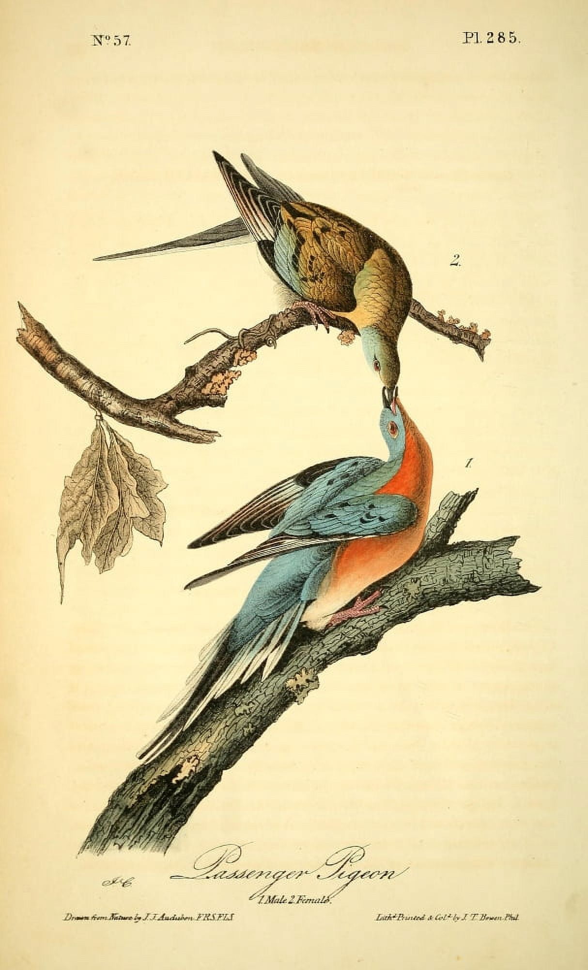 Birds of America 1844 Passenger Pigeon Canvas Art - JJ Audubon (24 x 36)