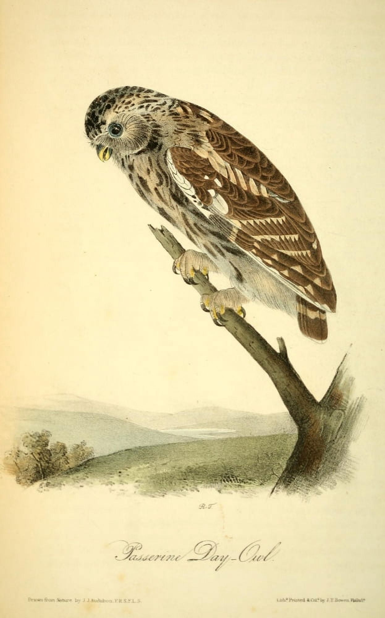 Birds of America 1844 Passerine Day-Owl Canvas Art - JJ Audubon (24 x 36)