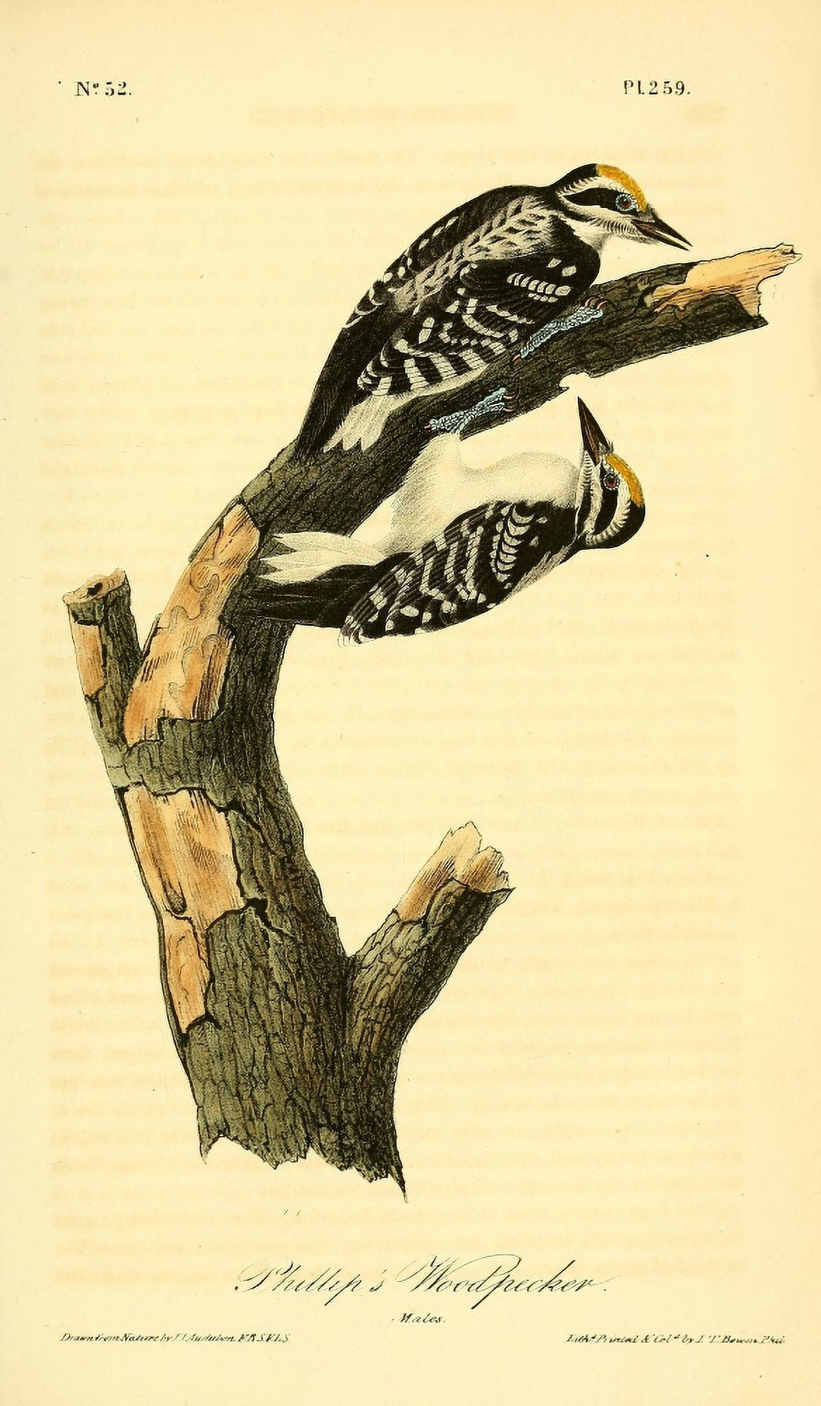 Birds of America 1844 Phillips Woodpecker Canvas Art - JJ Audubon (24 x 36)