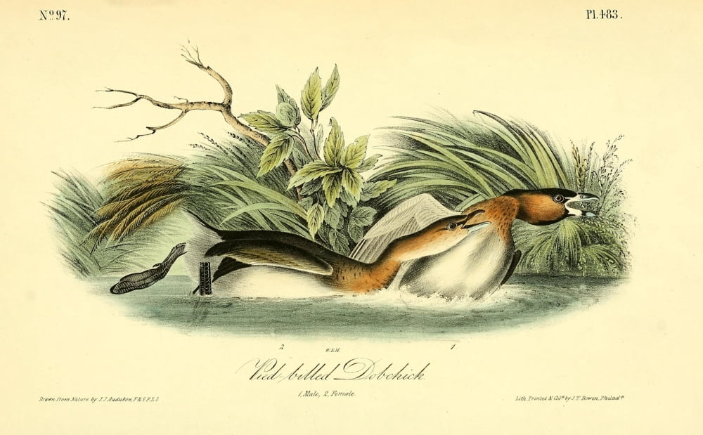 Birds of America 1844 Pied-billed Dobchick Canvas Art - JJ Audubon (18 x 24)